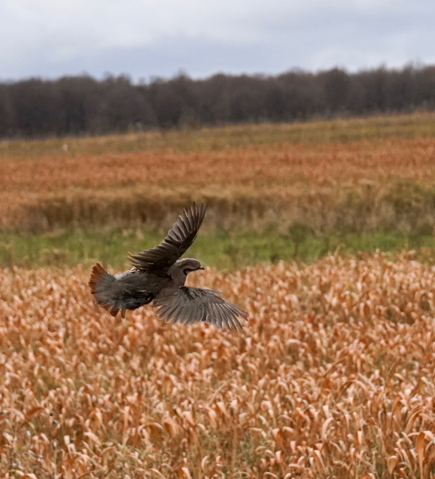 Pheasant flushing over golden habitat field