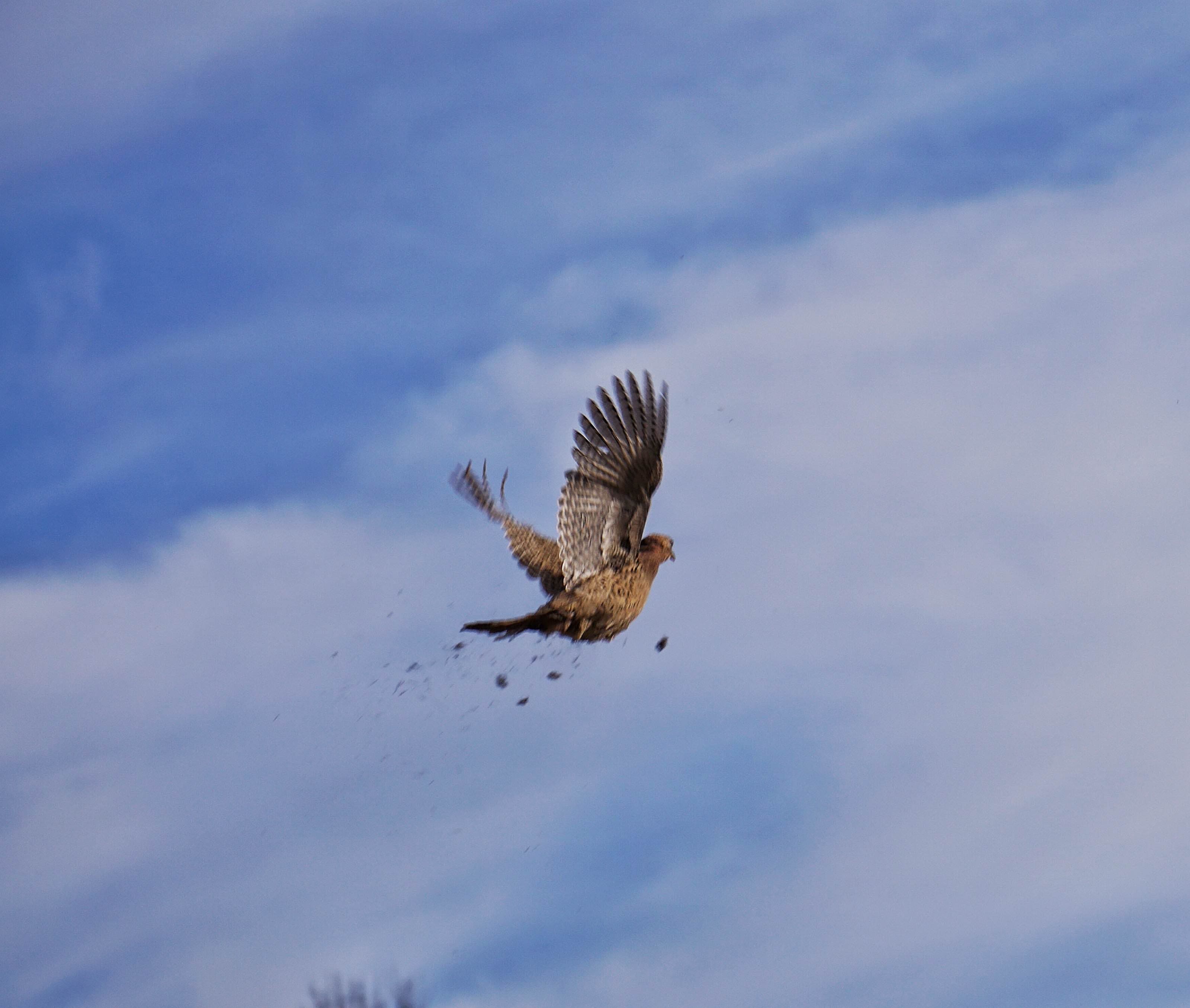 Pheasant in flight over the field