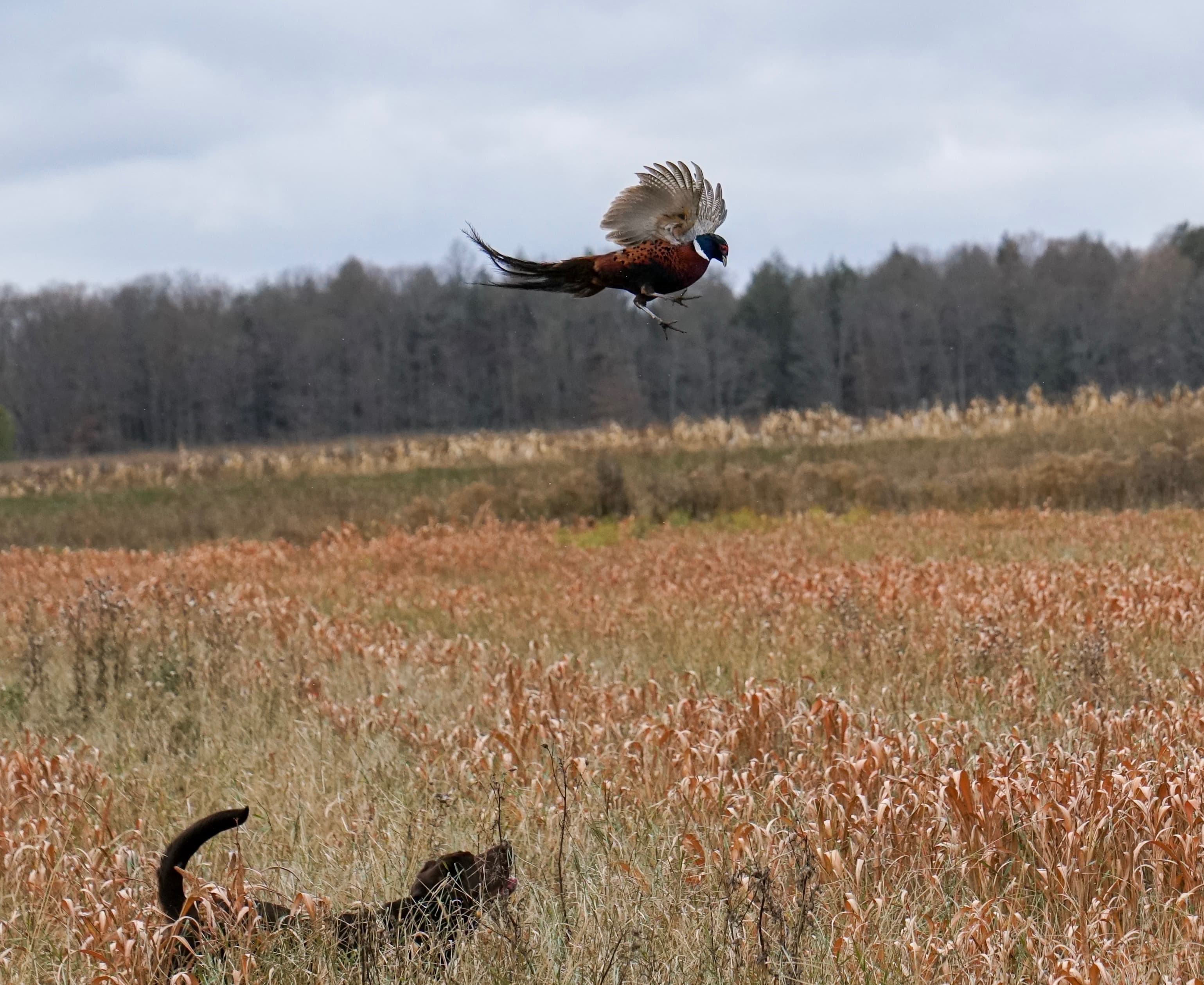 Ring-necked pheasant flushing with dog — barn and field backdrop
