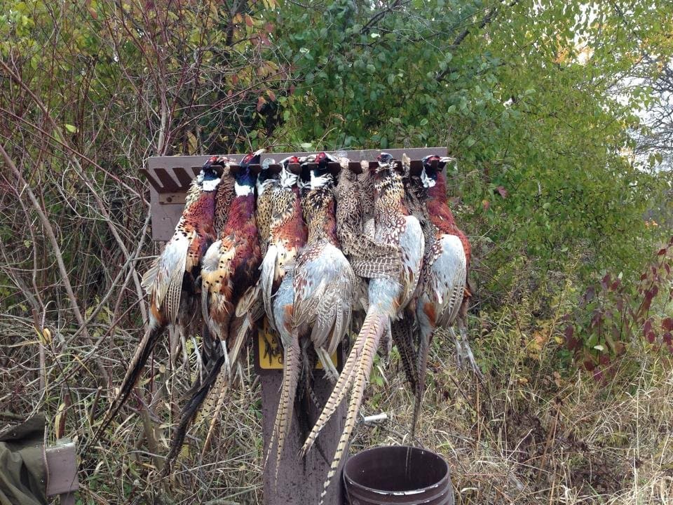 Day's pheasant harvest