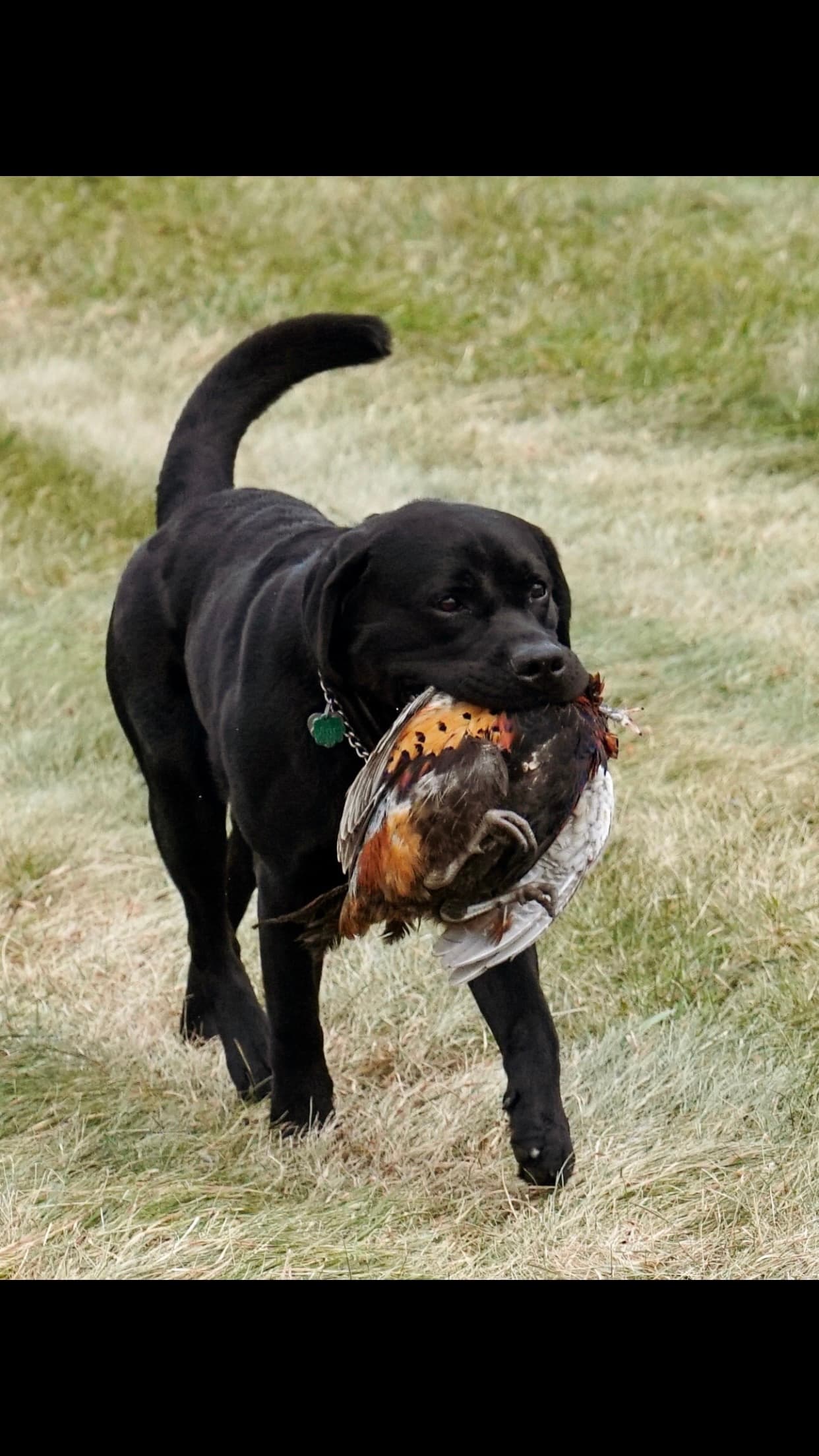 Black lab retrieving a pheasant
