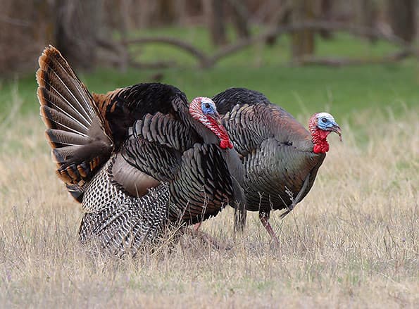 Wild turkeys on the property