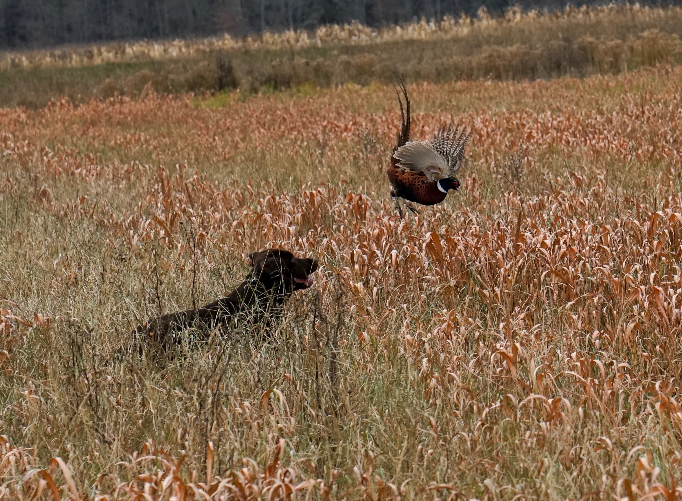 Pheasant flushing with hunting dog in the field